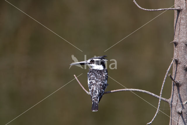 Bonte IJsvogel (Ceryle rudis)