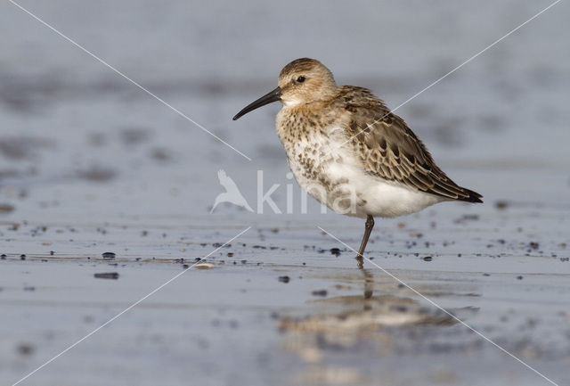 Bonte Strandloper (Calidris alpina)