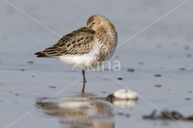 Bonte Strandloper (Calidris alpina)