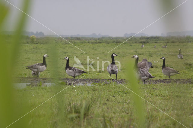 Brandgans (Branta leucopsis)