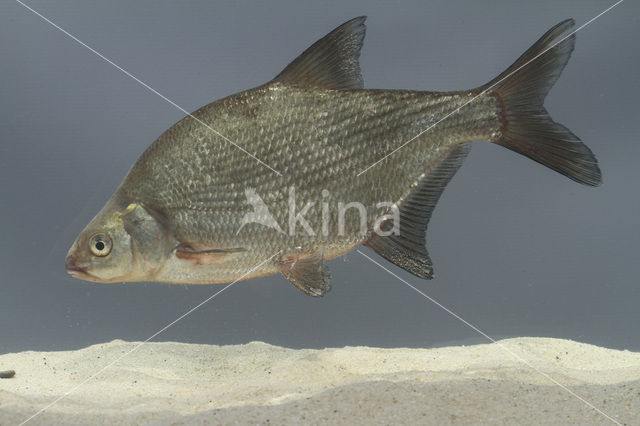 Bream (Abramis brama)