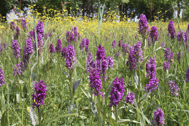 Brede orchis (Dactylorhiza majalis)