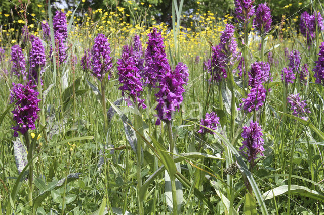 Brede orchis (Dactylorhiza majalis)