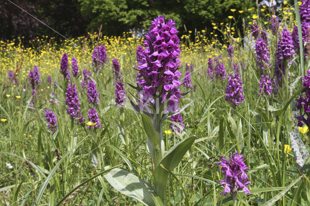 Brede orchis (Dactylorhiza majalis)