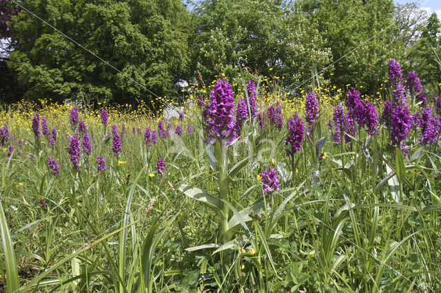 Brede orchis (Dactylorhiza majalis)