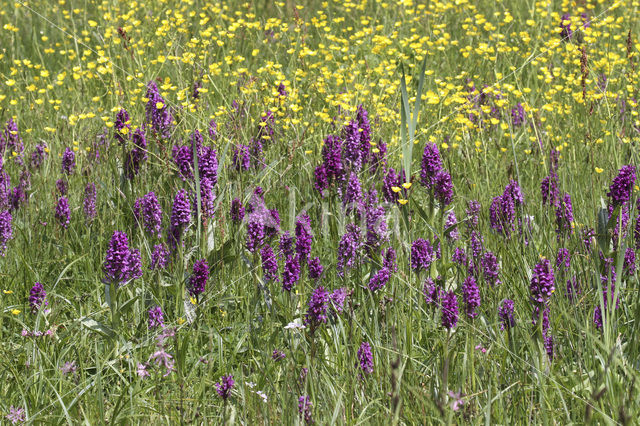 Brede orchis (Dactylorhiza majalis)