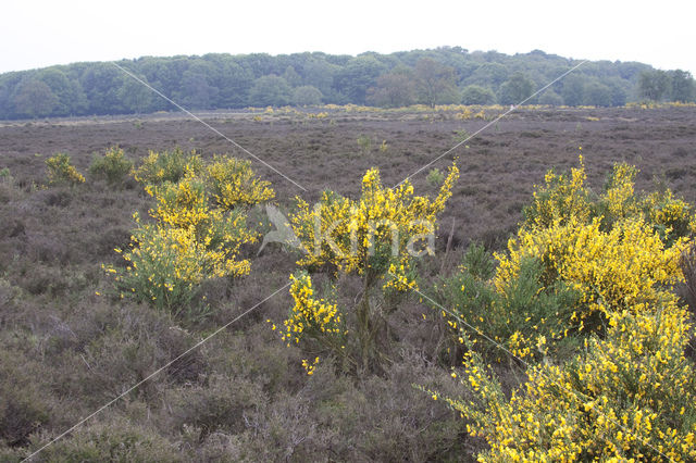 Brem (Cytisus scoparius)