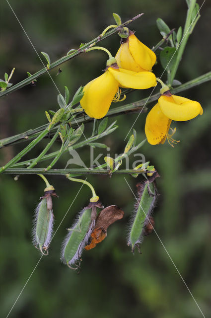 Brem (Cytisus scoparius)