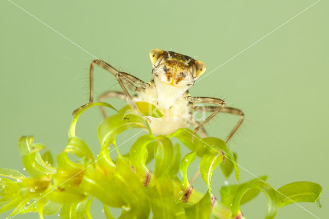 Bruinrode heidelibel (Sympetrum striolatum)