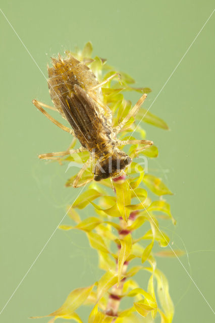 Bruinrode heidelibel (Sympetrum striolatum)