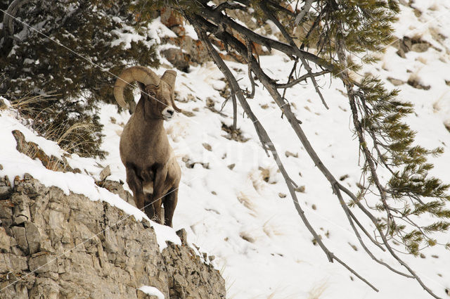 Dikhoornschaap (Ovis canadensis)