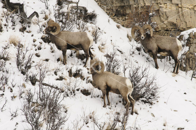 Dikhoornschaap (Ovis canadensis)