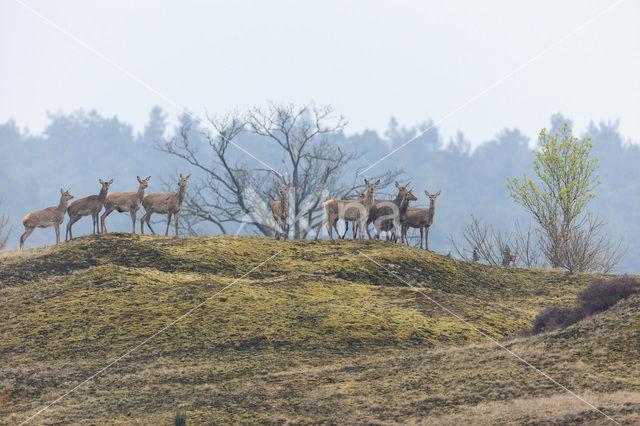 Edelhert (Cervus elaphus)