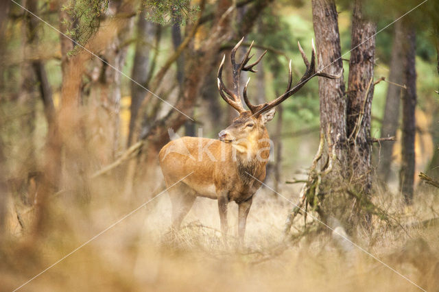 Edelhert (Cervus elaphus)