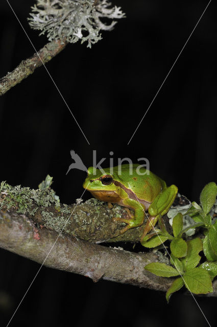 Europese boomkikker (Hyla arborea)