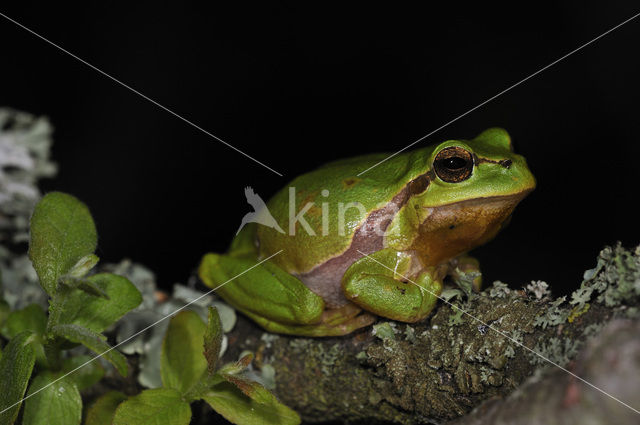 Europese boomkikker (Hyla arborea)