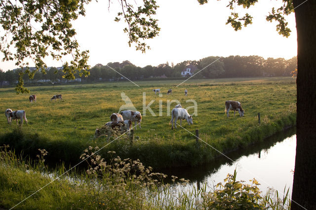 Friese Roodbonte Koe (Bos domesticus)