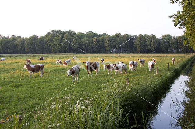 Friese Roodbonte Koe (Bos domesticus)