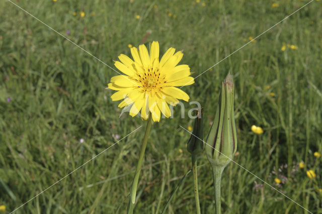 Gele morgenster (Tragopogon pratensis ssp. pratensis)