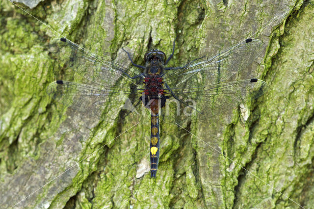 Gevlekte witsnuitlibel (Leucorrhinia pectoralis)