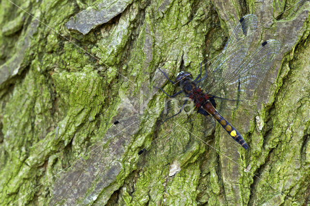 Gevlekte witsnuitlibel (Leucorrhinia pectoralis)