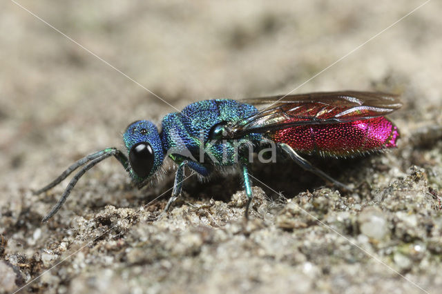 Gewone Goudwesp (Chrysis ignita)