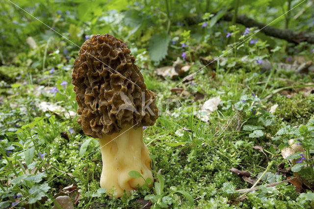 Common morel (Morchella esculenta)