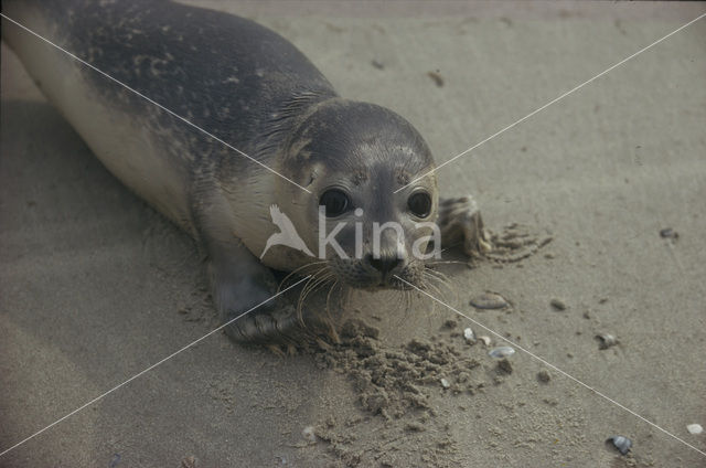 Gewone zeehond (Phoca vitulina)