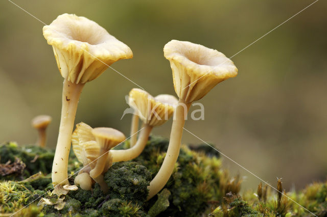 Gewoon veentrechtertje (Omphalina ericetorum)