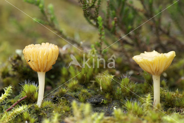 Gewoon veentrechtertje (Omphalina ericetorum)