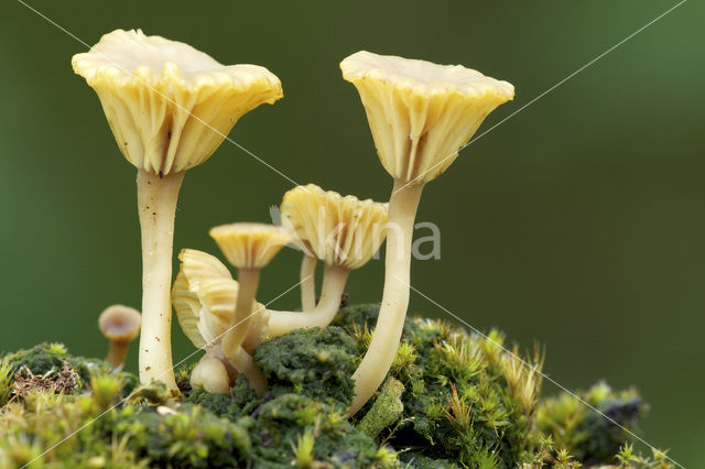 Gewoon veentrechtertje (Omphalina ericetorum)