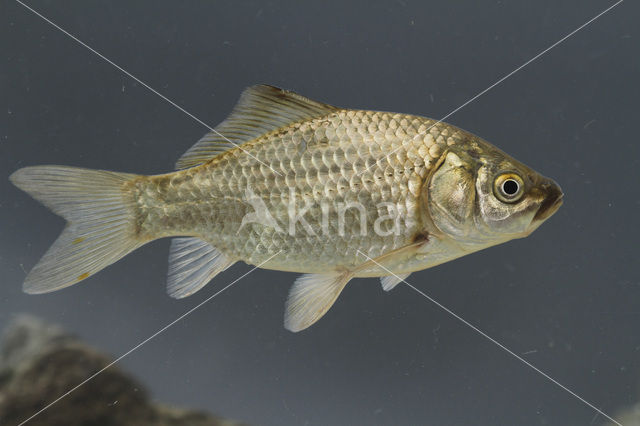 Giebel (Carassius auratus gibelio)