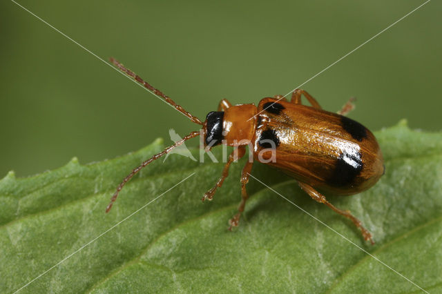 Glidkruidhaantje (Phyllobrotica quadrimaculata)