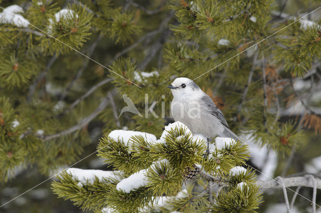 Grijze Gaai (Perisoreus canadensis)