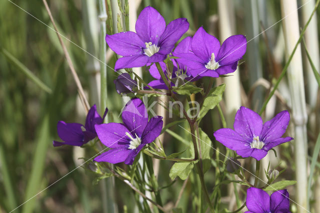 Groot spiegelklokje (Legousia speculum-veneris)