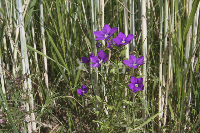 Groot spiegelklokje (Legousia speculum-veneris)