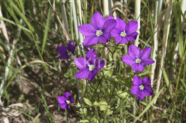 Groot spiegelklokje (Legousia speculum-veneris)