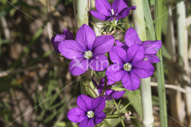 Large Venus’s-looking-glass (Legousia speculum-veneris)