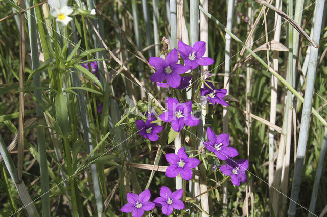 Groot spiegelklokje (Legousia speculum-veneris)