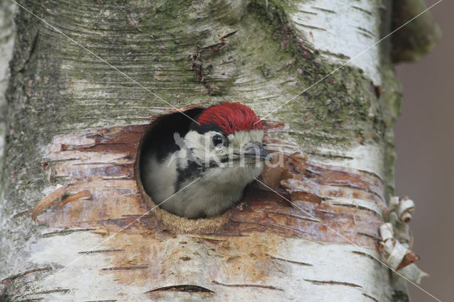 Grote Bonte Specht (Dendrocopos major)