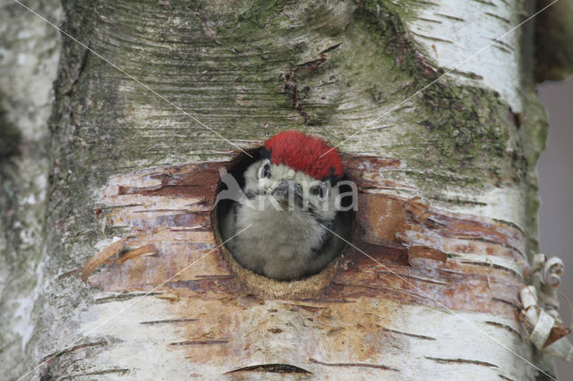 Grote Bonte Specht (Dendrocopos major)