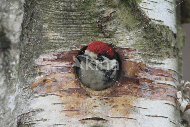 Grote Bonte Specht (Dendrocopos major)