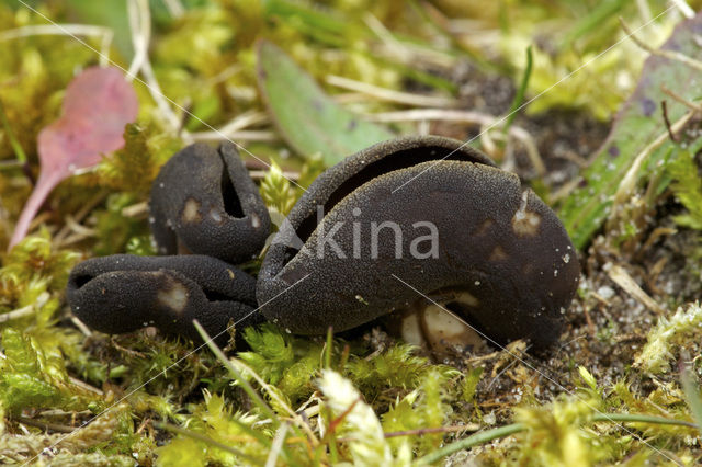 Grote schotelkluifzwam (Helvella queletii)