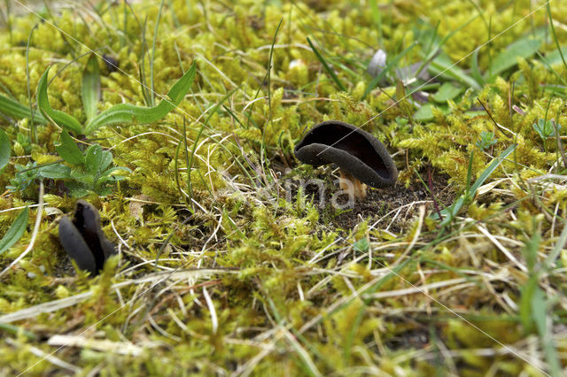 Grote schotelkluifzwam (Helvella queletii)