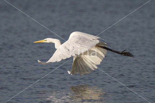 Grote zilverreiger (Casmerodius albus)