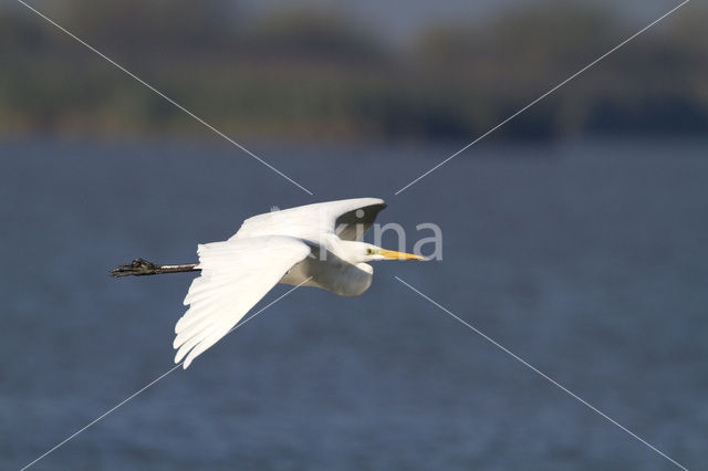 Grote zilverreiger (Casmerodius albus)