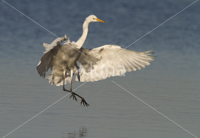 Grote zilverreiger (Casmerodius albus)