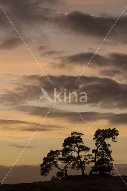 Grove den (Pinus sylvestris)