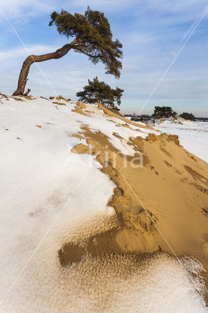 Grove den (Pinus sylvestris)