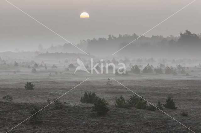 Grove den (Pinus sylvestris)